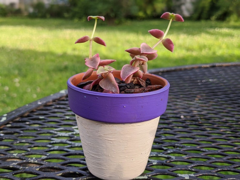 Potted Succulents