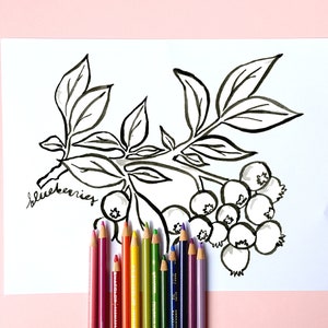 May include: A black and white illustration of blueberries on a white paper with the word "blueberries" written in cursive. A collection of colored pencils in various colors are arranged at the bottom of the paper.