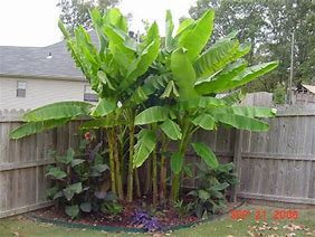 Musa 'basjoo' Banana Tree SALE FREE SHIPPING 4 to 5 Ft Tall. Etsy