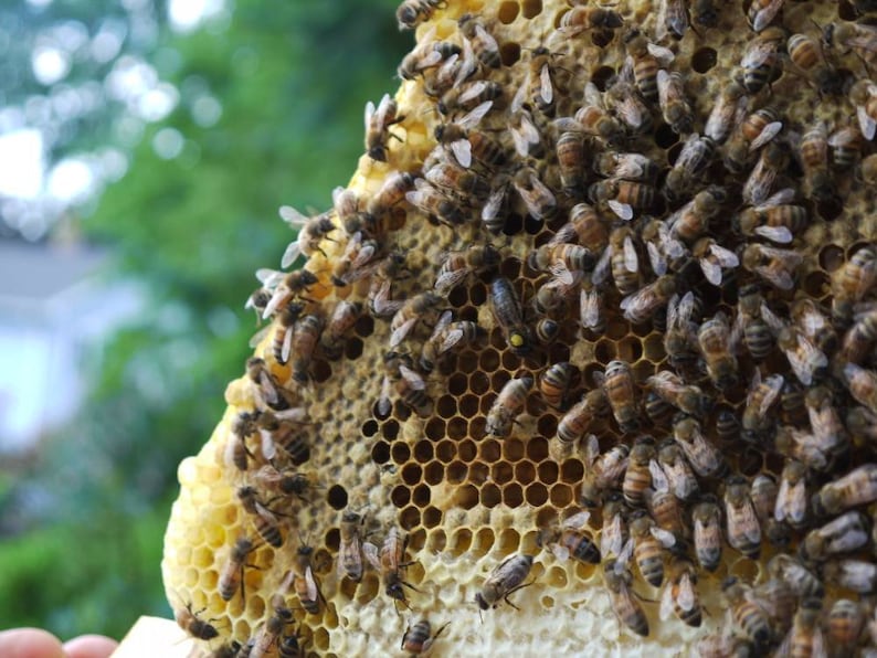 Warre Bee hive Newly constructed warre bee hive, Great organic way to raise bees. image 5