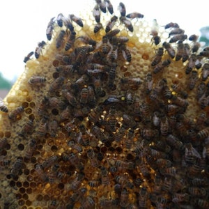 Warre Bee hive Newly constructed warre bee hive, Great organic way to raise bees. image 3