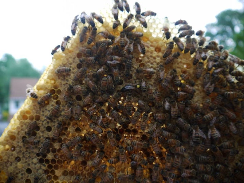 Warre Bee hive Newly constructed warre bee hive, Great organic way to raise bees. image 3