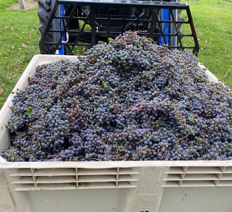 Homemade Grape Jelly Speciality Grapes Etsy