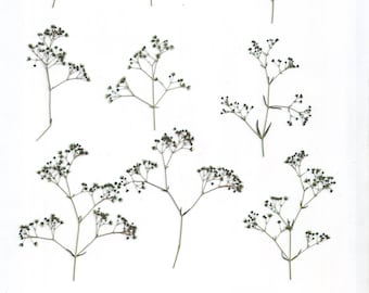 Pressed Gypsophila( 20 branches)Green.Pressed herbs.Herbarium.For Cards, Scrapbooking, Decor, Calligraphy, Jewelry,Candle