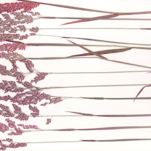 Hierbas prensadas (12 piezas) rosadas. Phalaris arundinacea. Arte corporal, festivales, herbario. Para oshibana, tarjetas, velas, álbumes de recortes, decoración y joyería.