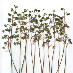 Muguets pressés (12pcs.) Vert. Fleurs printanières. Vraies fleurs. Herbier. Pour Oshibana, Cartes, Scrapbooking, Décoration, Résine