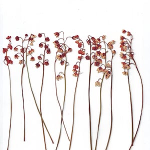 Mughetti pressati (12 pz.) Rossi. Fiori primaverili. Fiori veri. Erbario. Per Oshibana, biglietti, scrapbooking, decorazioni, resina, fai da te
