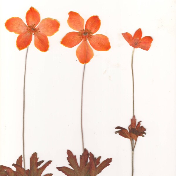 Pressed Anemone(6 branches).Orange.Spring flowers.Real flowers. Herbarium. Hellebore. For Oshibana, Cards, Scrapbooking, Decor,Resin