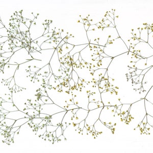 Gypsophile pressée (16 branches) Vert.Jaune.Herbes pressées.Herbier.Pour cartes, scrapbooking, décoration, calligraphie, bijoux, bougies