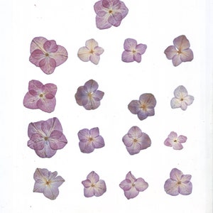 Fleur pressée (20 pcs). Violet. Fleurs séchées. Herbier. Bougie. Pour Oshibana, Cartes, Scrapbooking, Décoration, Peintures