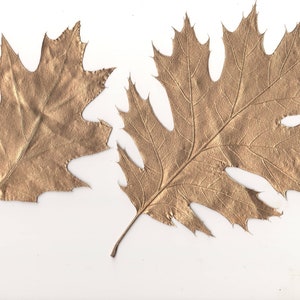 Dried Leaves 