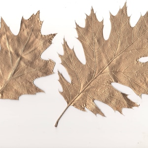 Dried Leaves 