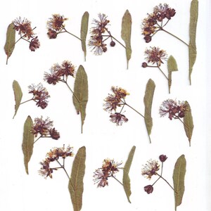 Tilo prensado (12 piezas). Púrpura. Tilo auténtico. Herbario. Tilia. Para Oshibana, tarjetas, álbumes de recortes, decoración.