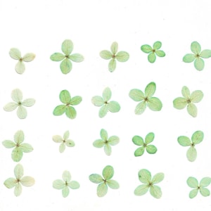 Viburnum prensado (20 uds.) Verde Herbario Para manualidades, tarjetas, álbumes de recortes, decoración, resina, bricolaje