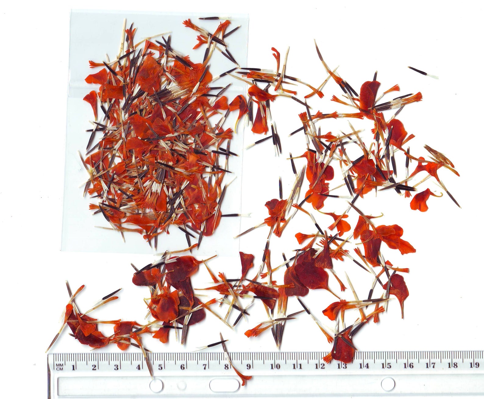 Marigold Seeds about 300 Pcs. Pressed Petals Marigold. Dried Etsy UK