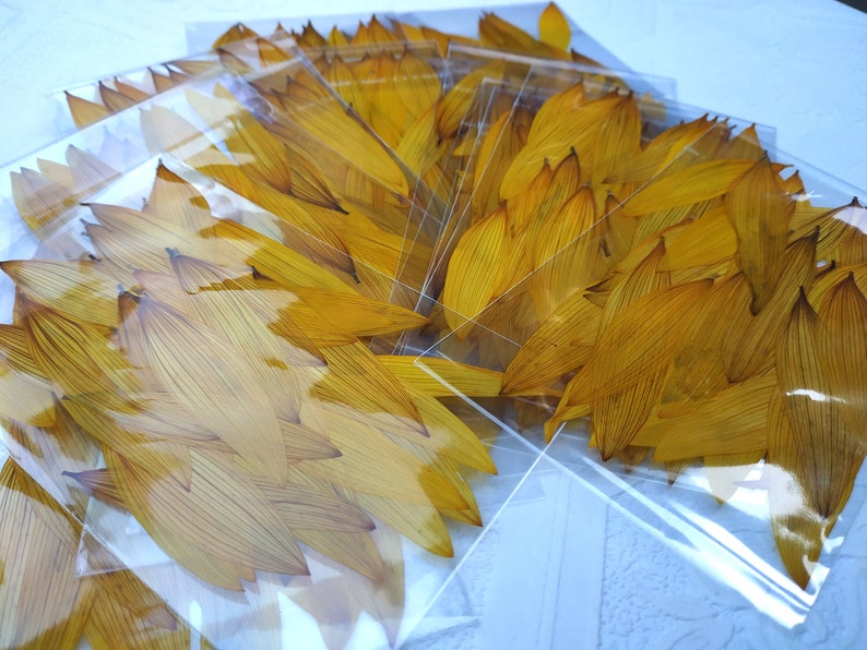 Sunflowers Petals 30 Pcs. Pressed Petals Sunflowers. Dried Etsy
