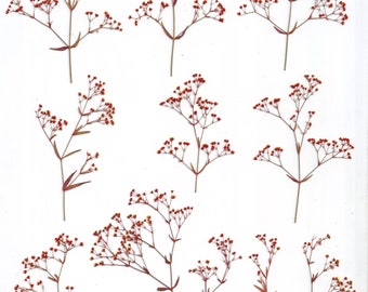 Pressed Gypsophila( 20 branches)Red.Pressed herbs.Herbarium.For Cards, Scrapbooking, Decor, Calligraphy, Jewelry,Candle