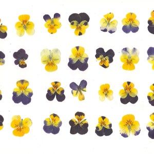Pensamientos prensados (15 piezas). Pensamientos secos. Flores prensadas. Violas. Arte corporal, joyería de resina, festival, herbario. Para Oshibana, tarjetas, velas, decoración.
