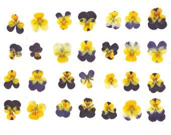 Pressed pansies(15pcs).Dried pansies.Pressed flowers.Violas.Body art,Resin jewelry,Festival,Herbarium.For Oshibana,Cards,Candles,Decor