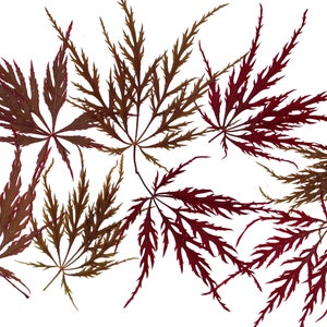 Hojas japonesas (12 piezas). Hojas prensadas. Bonsái. Arces japoneses. Herbario. Verde. Rojo. Para Oshibana, tarjetas, álbumes de recortes, decoración, joyería, diseño.