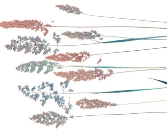 Gepresste Pink Phalaris Arundinacea: Getrocknete Kräuter für Kunst, Karten, Schmuck