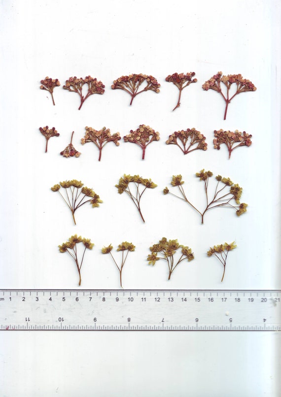 Pressed Dried Flowers Plant Herbarium For Art Craft Scrapbooking Decor
