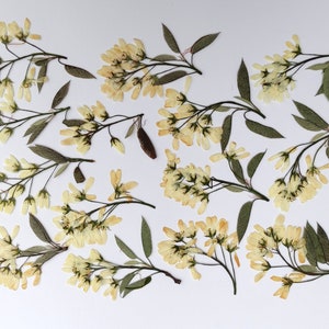 Flores de cerezo silvestre (12 piezas). Flores prensadas. Prunus padus. Flores de primavera. Ocre. Verde. Para Oshibana, tarjetas, álbumes de recortes, decoración
