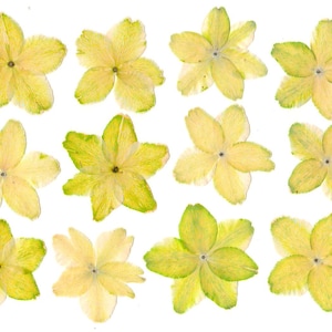 May include: A top-down view of twelve yellow and green star-shaped flowers on a white backdrop. Each flower has five petals and a dark centre. The petals are pale yellow with green edges, creating a striking contrast.