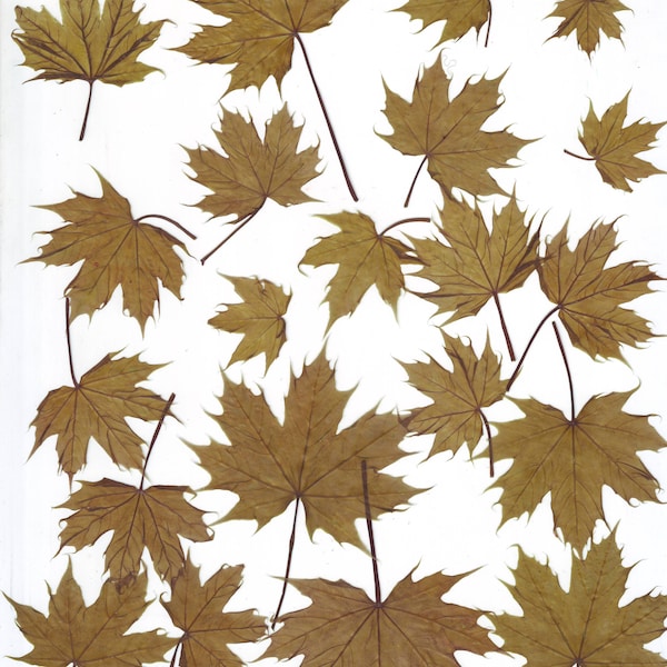 Pressed  Leaves(20 pcs).Dried leaves.Green.For Oshibana, Cards, Scrapbooking, Decor,Resin,Candles.