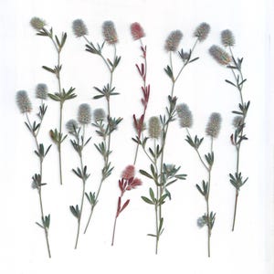 Pressé de trèfles patte de lièvre (16 branches). Trifolium arvense. Herbes pressées. Herbier. Pour cartes, scrapbooking, décoration, bijoux
