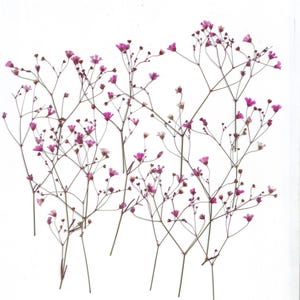 Gypsophila prensada (16 ramas) rosa. Hierbas prensadas. Herbario. Para tarjetas, álbumes de recortes, decoración, caligrafía, joyas, velas.