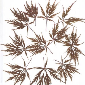Hojas japonesas (12 piezas). Hojas prensadas. Bonsái. Arces japoneses. Herbario. Verde. Para Oshibana, tarjetas, álbumes de recortes, decoración, joyería, diseño.