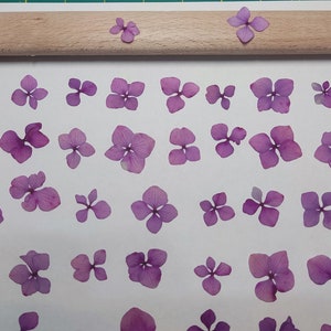Viburnum prensado (20 piezas). Morado. Rosa de Guelder. Herbario. Para manualidades, tarjetas, scrapbooking, decoración, resina, bricolaje.