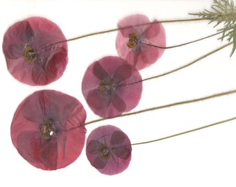Pressed poppies with stem(6pcs).Red flowers.Pressed flowers.Natural flowers.Herbarium.For Frame,Resin, Jewelry, Decor, Art, Weddings