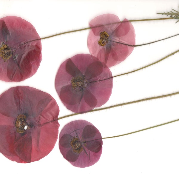 Pressed poppies with stem(6pcs).Red flowers.Pressed flowers.Natural flowers.Herbarium.For Frame,Resin, Jewelry, Decor, Art, Weddings