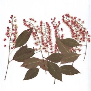 Flores de cerezo silvestre (6 piezas) rojas. Flores prensadas. Flores de primavera. Herbario. Para Oshibana, tarjetas, álbumes de recortes, decoración, bricolaje