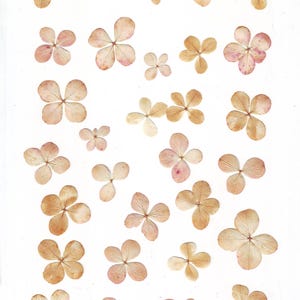 Viburnum prensado (30 uds.), color beige, herbario, para manualidades, tarjetas, álbumes de recortes, decoración, resina, bricolaje
