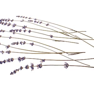 Pressed Lavender (12 pcs). Herbs.Dried Lavander.Herbarium.Green.Lilac.For Oshibana,Scrapbooking,Decor,Design