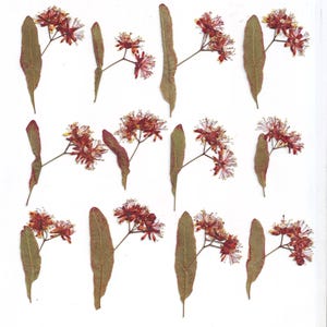 Tilo prensado (12 piezas). Rojo. Tilo auténtico. Herbario. Tilia. Para Oshibana, tarjetas, álbumes de recortes, decoración.