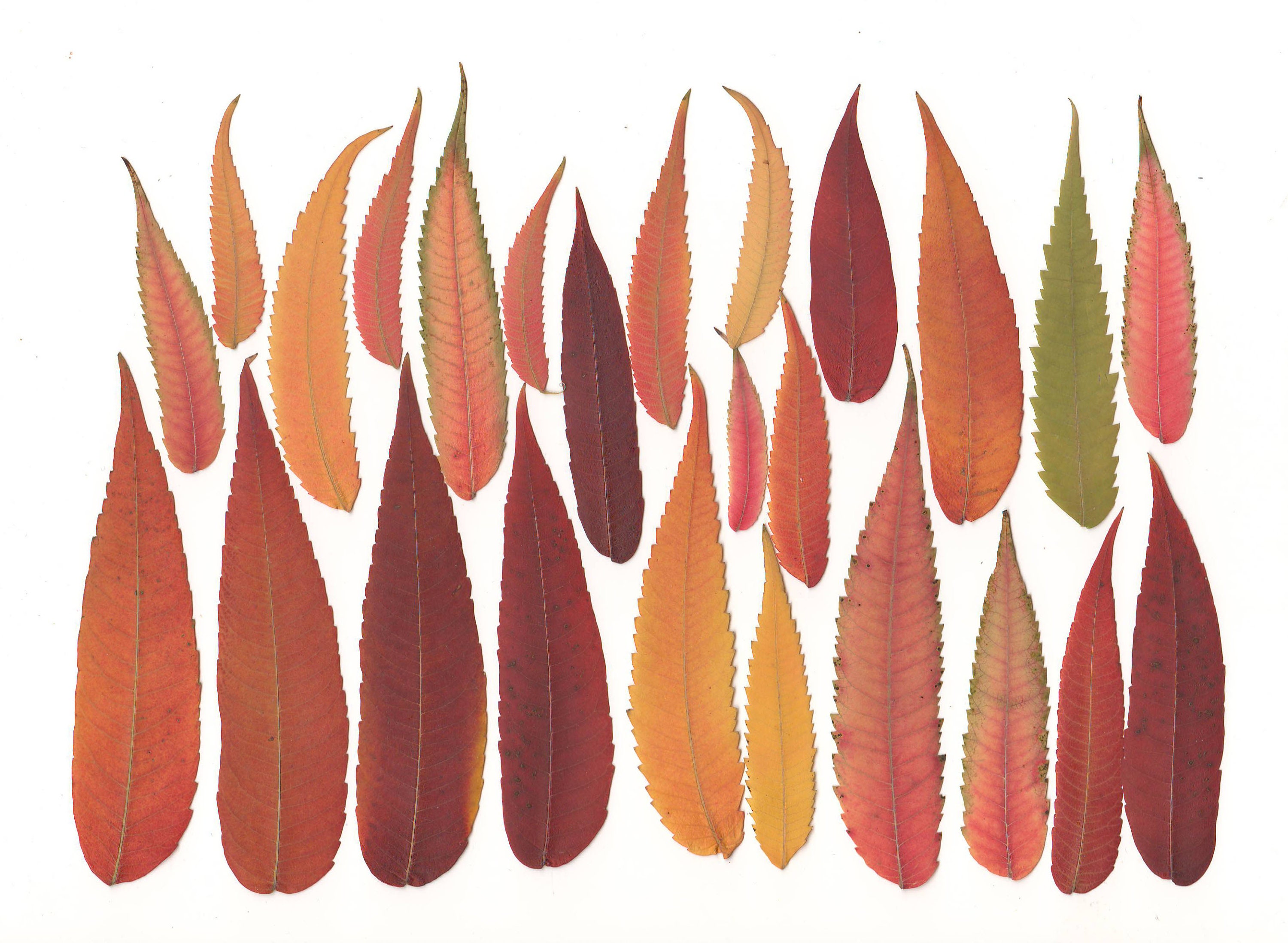 Pressed leaves 30 pcs . Dried leaf. Leaf.Herbarium. Green. Etsy