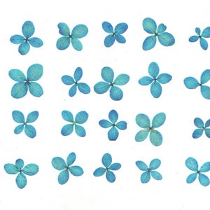 Viburnum prensado (20 uds.) Azul. Herbario. Para manualidades, tarjetas, álbumes de recortes, decoración, resina, bricolaje