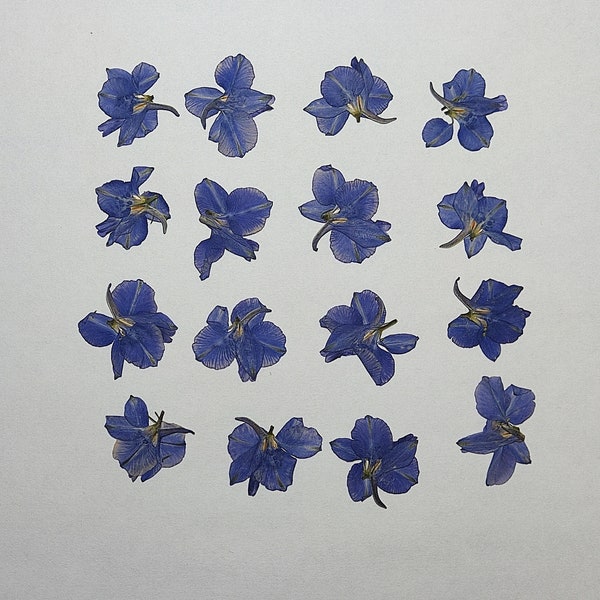 Pressed Larkspur blue (20pcs) Delphinium.For Oshibana, floral art, resin craft, scrapbooking