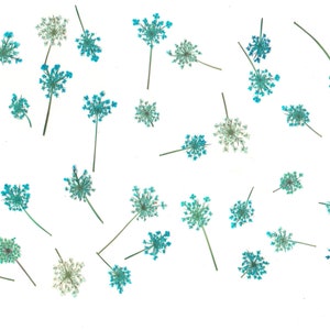 Pizzo della Regina Anna (40 pezzi). Blu. Fiori pressati. Fiori. Nail art. Fiori secchi. Per biglietti, scrapbooking, design, decorazioni, applique.