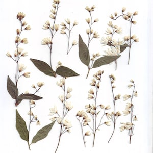 Deutzia gracilis pressée (12 branches). Herbes pressées. Herbier. Pour cartes, scrapbooking, décoration, bijoux, bricolage
