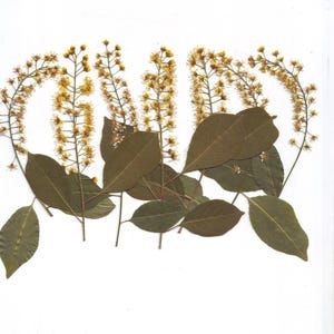 Flores de cerezo silvestre (6 piezas) amarillas. Flores prensadas. Flores de primavera. Herbario. Para Oshibana, tarjetas, álbumes de recortes, decoración, bricolaje