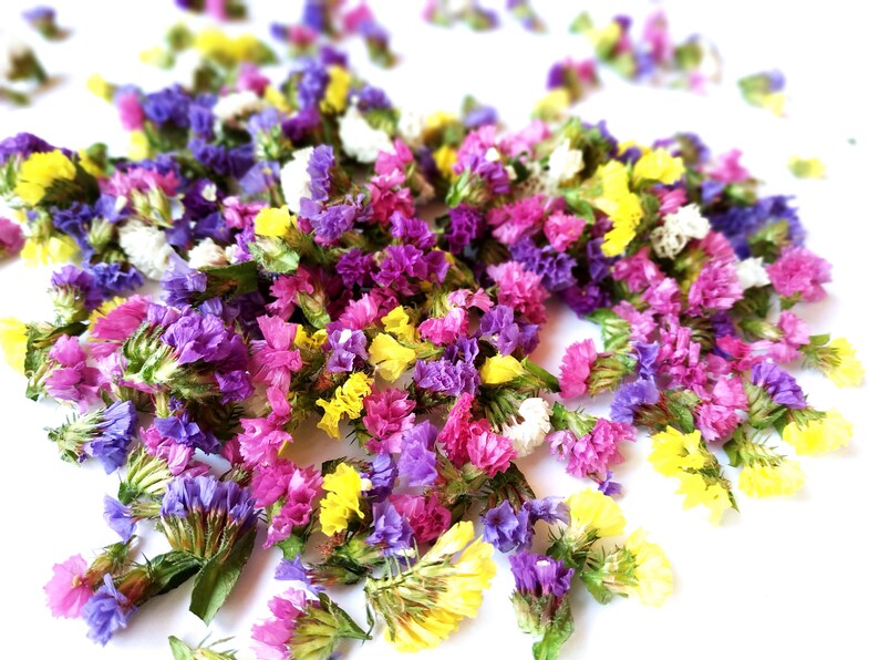 Dried Statice 50 flowers.Dry StaticeaDry flowersDried Etsy
