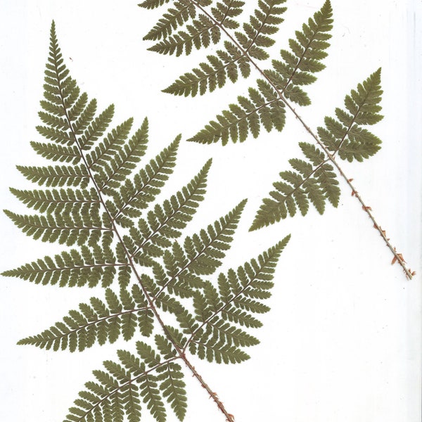 Large Pressed fern( 3pcs ).Real fern.Herbarium. Green.For Oshibana, Cards, Scrapbooking, decoupage, Wedding,Art & Craft Projects,frames