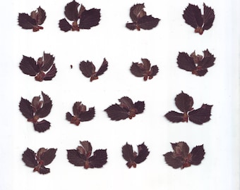 Mini Pressed Leaves  (35pcs).Dried Leaves.Herbarium.Plants.For Craft,Scrapbooking, Decor,Paintings