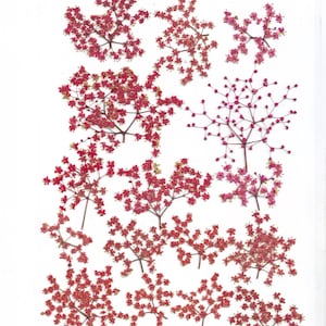 Fiori di sambuco pressati (16 rami). Rosso.Rosa.Fiori pressati. Erbario. Per artigianato, biglietti, scrapbooking, decorazioni, fai da te