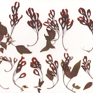 Hélicoptère pressé avec tige (8 pièces). Graines d'hélicoptère. Art corporel, festival, herbier. Pour Oshibana, cartes, bougies, scrapbooking, décoration, bijoux